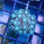 WYSIWYG FRAGPACK (LPS FragPack)- Meteor Shower Cyphastrea, Goldmeister Chalice, Yellow Alveopora