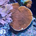 WYSIWYG FRAGPACK (SPS FragPack)- Psammacora, Montipora, Hirsuta, Pavona