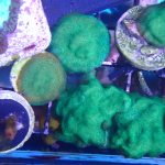 WYSIWYG FRAGPACK (SPS FragPack)- Psammacora, Montipora, Hirsuta, Pavona