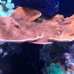 WYSIWYG FRAGPACK (SPS FragPack)- Psammacora, Montipora, Hirsuta, Pavona