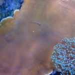 WYSIWYG FRAGPACK (SPS FragPack)- Psammacora, Montipora, Hirsuta, Pavona