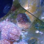 WYSIWYG FRAGPACK (SPS FragPack)- Psammacora, Montipora, Hirsuta, Pavona