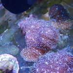 WYSIWYG FRAGPACK (SPS FragPack)- Psammacora, Montipora, Hirsuta, Pavona