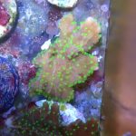 WYSIWYG FRAGPACK (SPS FragPack)- Psammacora, Montipora, Hirsuta, Pavona