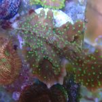 WYSIWYG FRAGPACK (SPS FragPack)- Psammacora, Montipora, Hirsuta, Pavona