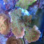 WYSIWYG FRAGPACK (SPS FragPack)- Psammacora, Montipora, Hirsuta, Pavona
