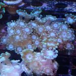 WYSIWYG FRAGPACK (LPS FragPack)- Meteor Shower Cyphastrea, Goldmeister Chalice, Yellow Alveopora