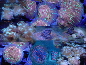 WYSIWYG FRAGPACK (LPS FragPack)- Meteor Shower Cyphastrea, Goldmeister Chalice, Yellow Alveopora