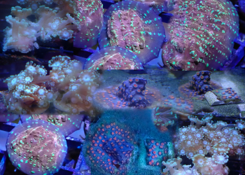 WYSIWYG FRAGPACK (LPS FragPack)- Meteor Shower Cyphastrea, Goldmeister Chalice, Yellow Alveopora