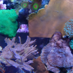 WYSIWYG FRAGPACK (SPS FragPack)- Psammacora, Montipora, Hirsuta, Pavona