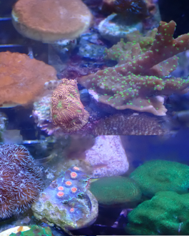 WYSIWYG FRAGPACK (SPS FragPack)- Psammacora, Montipora, Hirsuta, Pavona
