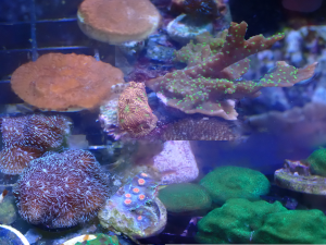 WYSIWYG FRAGPACK (SPS FragPack)- Psammacora, Montipora, Hirsuta, Pavona