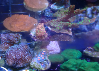 WYSIWYG FRAGPACK (SPS FragPack)- Psammacora, Montipora, Hirsuta, Pavona