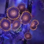 WYSIWYG FRAGPACK (Zoas FragPack)- Button Polyp, Purple Bee, Rasta, Orange Oxide