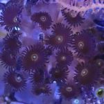 WYSIWYG FRAGPACK (Zoas FragPack)- Button Polyp, Purple Bee, Rasta, Orange Oxide