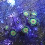 WYSIWYG FRAGPACK (Zoas FragPack)- Button Polyp, Purple Bee, Rasta, Orange Oxide