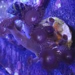 WYSIWYG FRAGPACK (Zoas FragPack)- Button Polyp, Purple Bee, Rasta, Orange Oxide