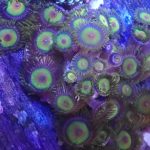 WYSIWYG FRAGPACK (Zoas FragPack)- Button Polyp, Purple Bee, Rasta, Orange Oxide