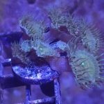 WYSIWYG FRAGPACK (Zoas FragPack)- Button Polyp, Purple Bee, Rasta, Orange Oxide