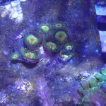 WYSIWYG FRAGPACK (Zoas FragPack)- Button Polyp, Purple Bee, Rasta, Orange Oxide