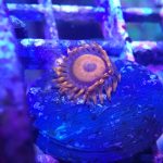 WYSIWYG FRAGPACK (Zoas FragPack)- Button Polyp, Purple Bee, Rasta, Orange Oxide