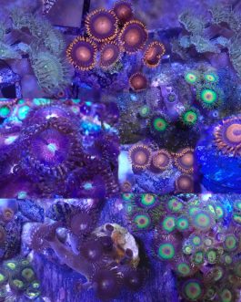 WYSIWYG FRAGPACK (Zoas FragPack)- Button Polyp, Purple Bee, Rasta, Orange Oxide