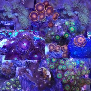 WYSIWYG FRAGPACK (Zoas FragPack)- Button Polyp, Purple Bee, Rasta, Orange Oxide