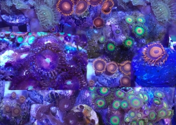 WYSIWYG FRAGPACK (Zoas FragPack)- Button Polyp, Purple Bee, Rasta, Orange Oxide