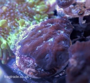 Moon Favia (UK Grown)