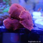 WYSIWYG Red Discosoma mushroom (UK Grown)