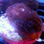 WYSIWYG Red Favia (UK Grown)