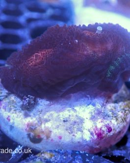 WYSIWYG Red Favia (UK Grown)