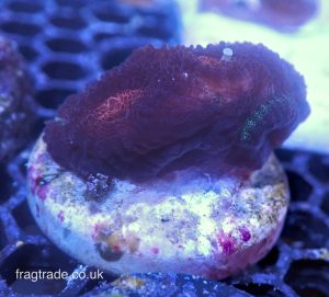 WYSIWYG Red Favia (UK Grown)