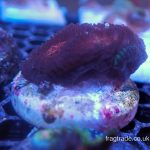 WYSIWYG Red Favia (UK Grown)