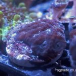 Moon Favia (UK Grown)