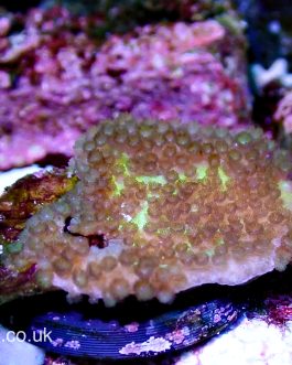 Green Montipora, Montipora Palawanensis (UK Grown)