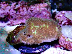 Green Montipora, Montipora Palawanensis (UK Grown)