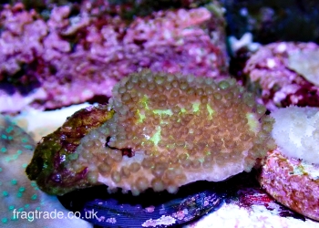 Green Montipora, Montipora Palawanensis (UK Grown)
