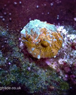 Jelly Bean Chalice (UK Grown) RARE