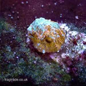 Jelly Bean Chalice (UK Grown) RARE