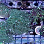 WYSIWYG Holy Grail Torch (UK Grown)