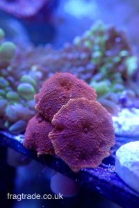 WYSIWYG Red Discosoma mushroom (UK Grown)