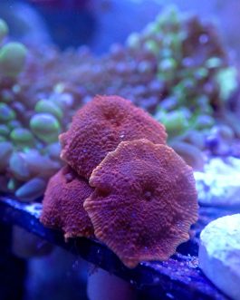 WYSIWYG Red Discosoma mushroom (UK Grown)