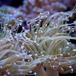 WYSIWYG Holy Grail Torch (UK Grown)