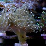 WYSIWYG Holy Grail Torch (UK Grown)