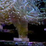 WYSIWYG Holy Grail Torch (UK Grown)