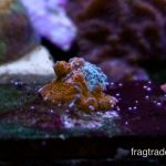 Jelly Bean Chalice (UK Grown) RARE