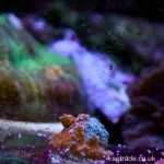 Jelly Bean Chalice (UK Grown) RARE