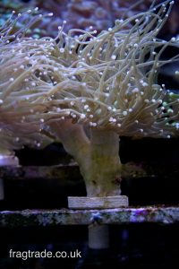 WYSIWYG Holy Grail Torch (UK Grown)