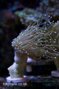 WYSIWYG Holy Grail Torch Coral (UK Grown)